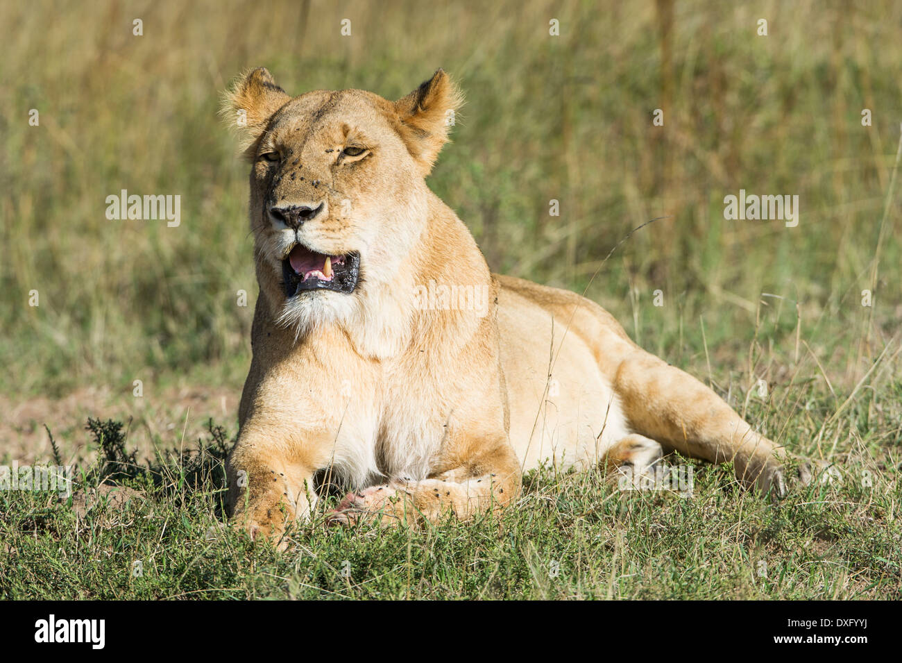Loewe, Lion, weiblich, relaxt, Stock Photo