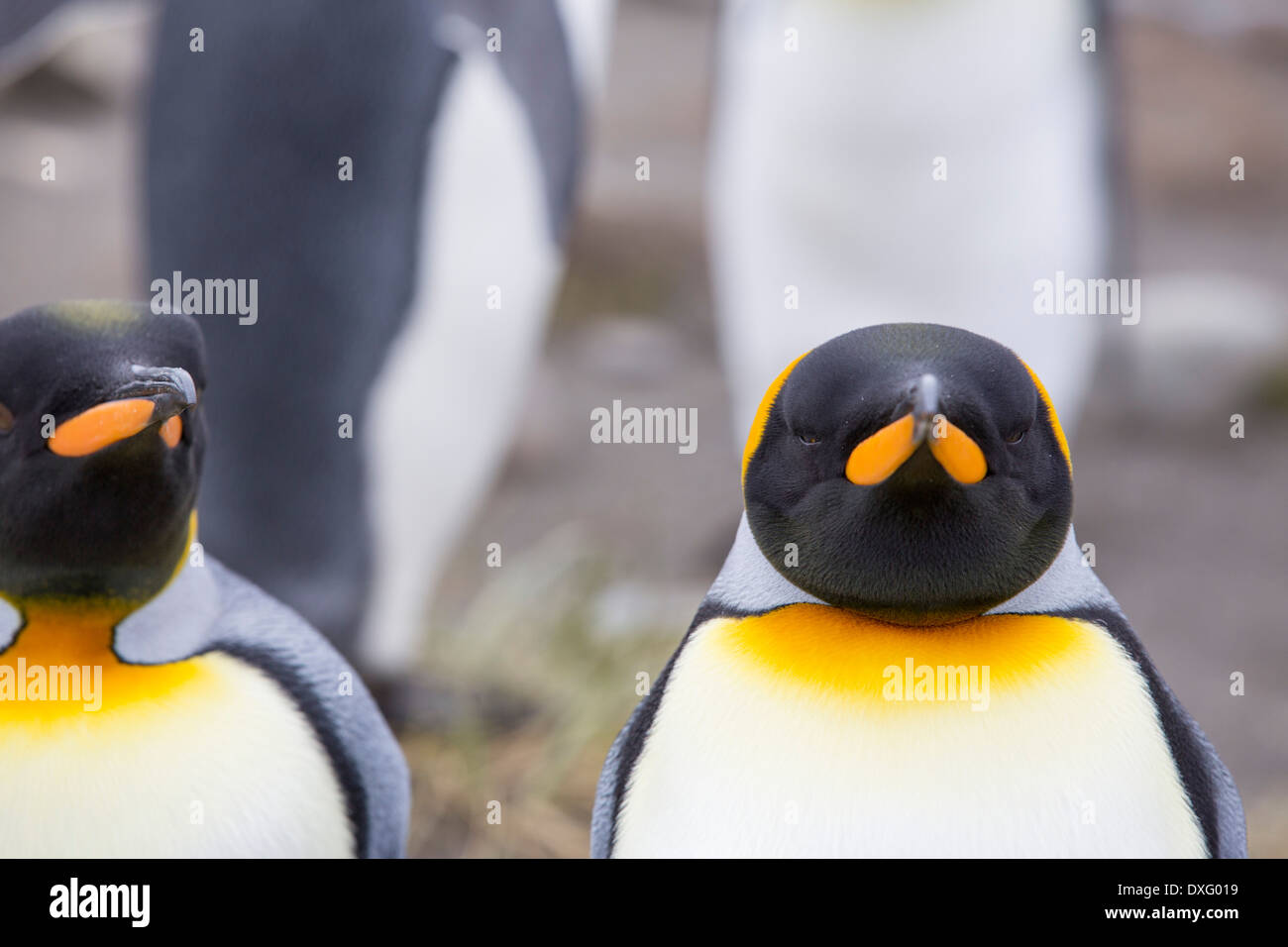 King Penguins in the world's second largest King Penguin colony on Salisbury Plain, South Georgia, Southern Ocean. Stock Photo