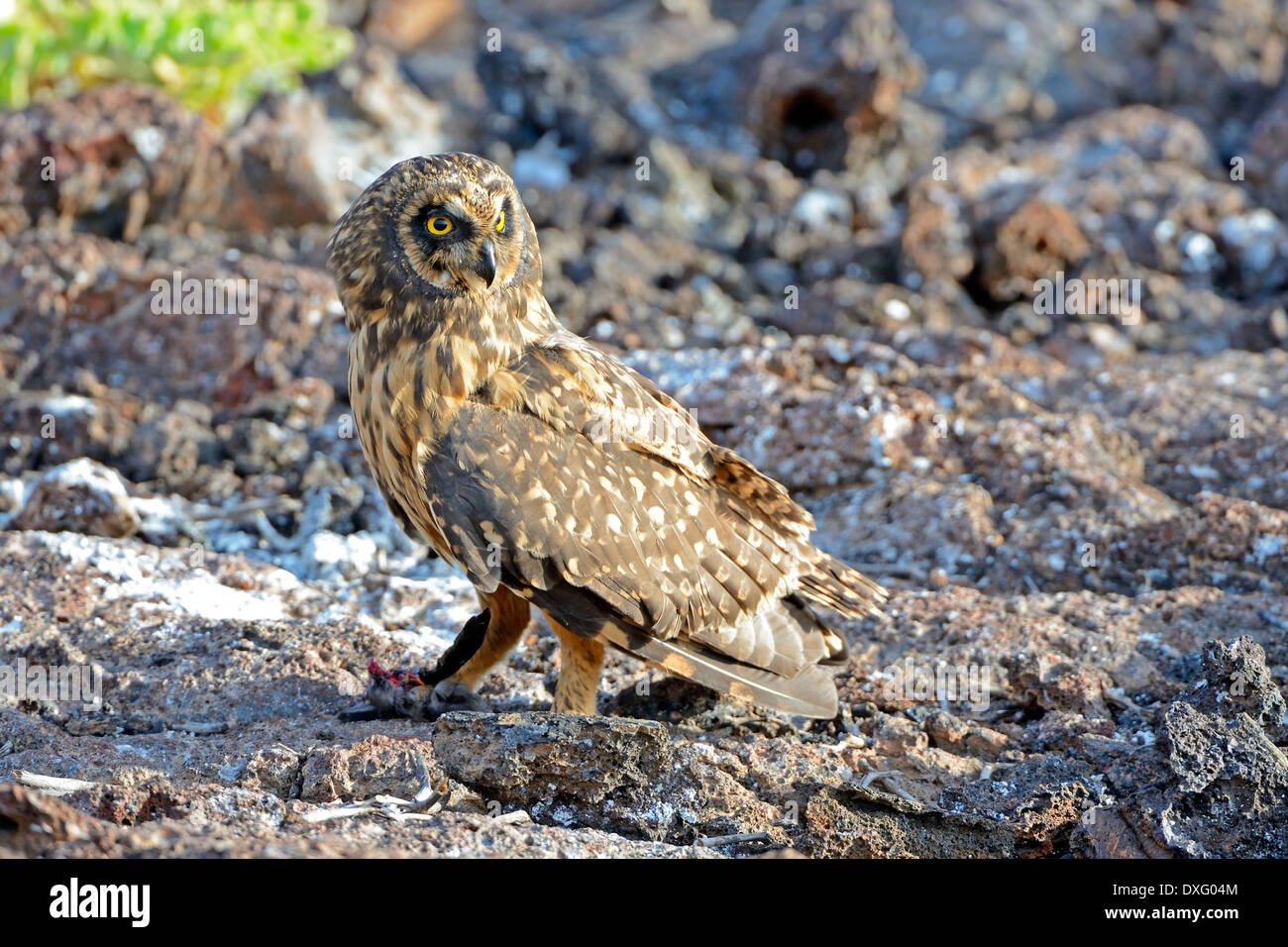 Galapagos Short-eared Owl, Genovesa Island, Galapagos Islands, Ecuador / (Asio flammeus galapagoensis) Stock Photo