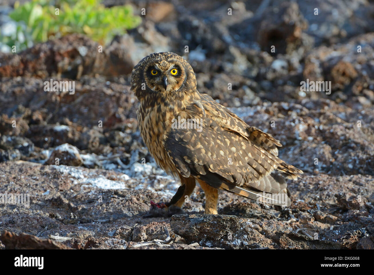 Galapagos Short-eared Owl, Genovesa Island, Galapagos Islands, Ecuador / (Asio flammeus galapagoensis) / side Stock Photo