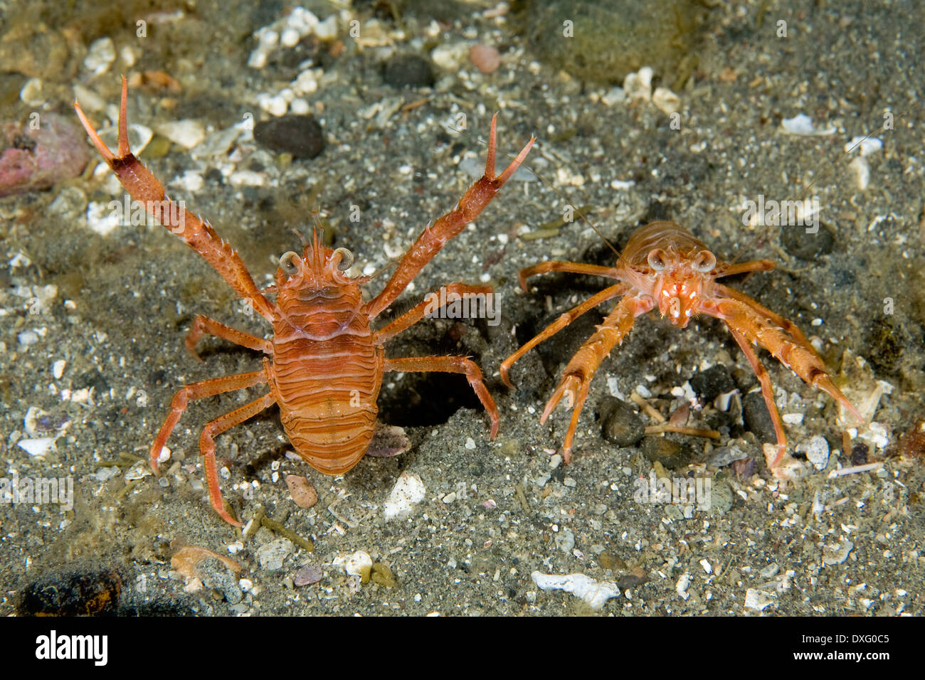 Squad Lobster, Munida quadrispina, Valdes Peninsula, Patagonia, Argentina Stock Photo