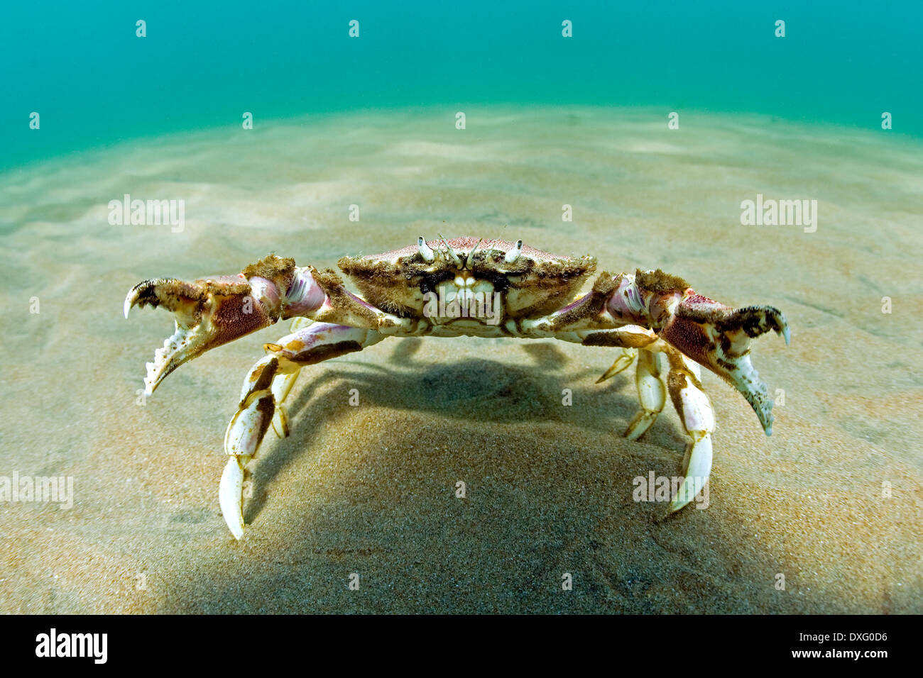 Crab defending territory, Portunidae, Valdes Peninsula, Patagonia, Argentina Stock Photo
