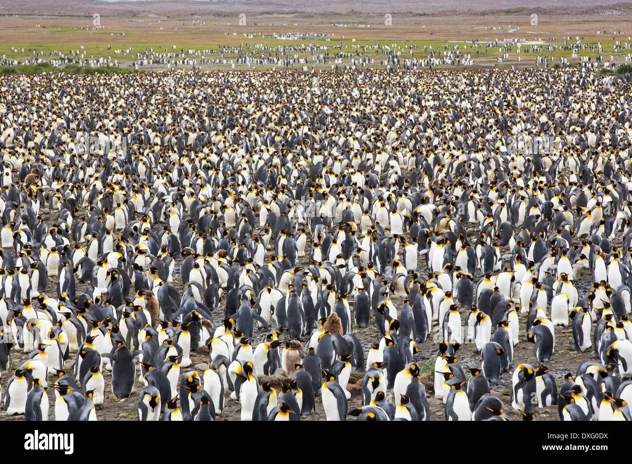 King Penguins in the world's second largest King Penguin colony on