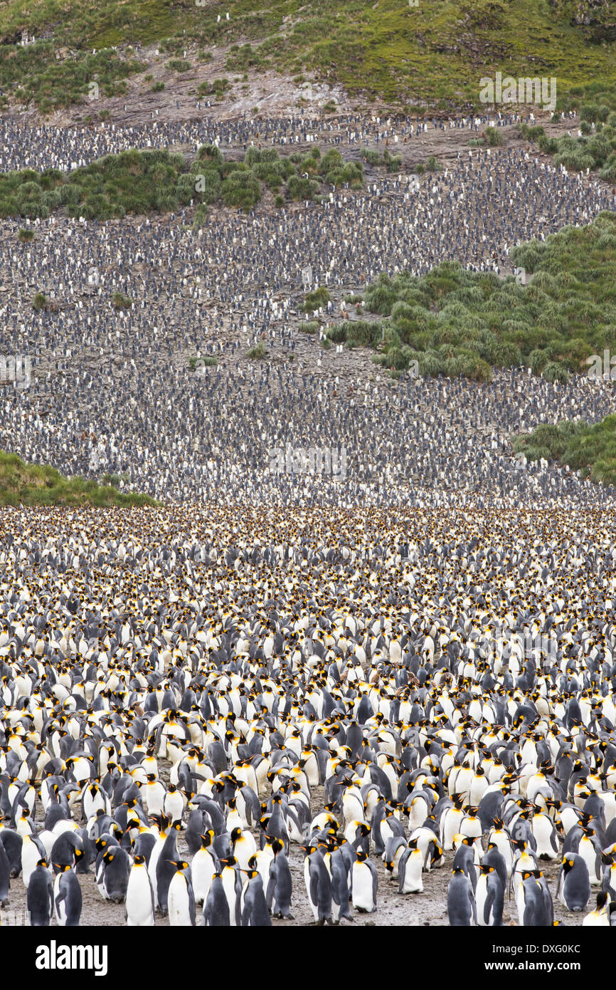 King Penguins in the world's second largest King Penguin colony on ...