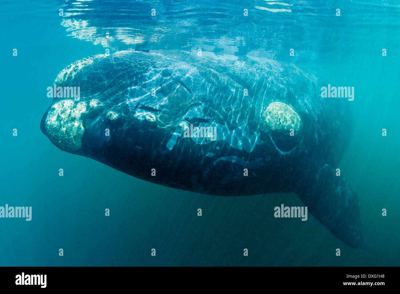 Atlantic right whale hi-res stock photography and images - Alamy