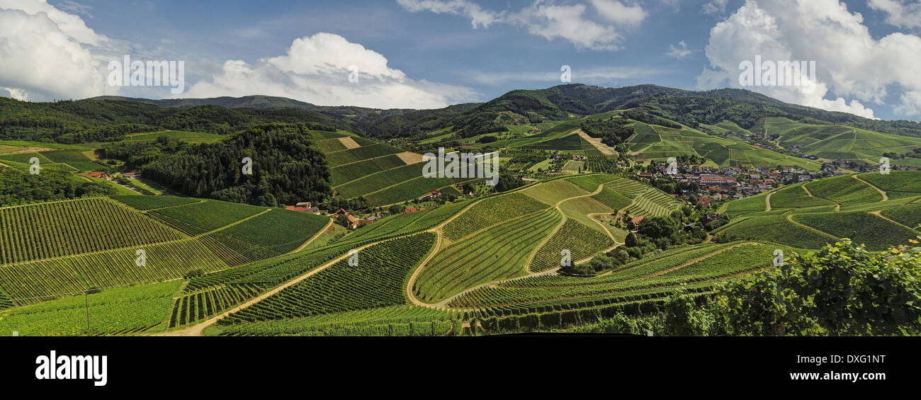 Vineyards, the Black Forest, Germany, Summer Stock Photo