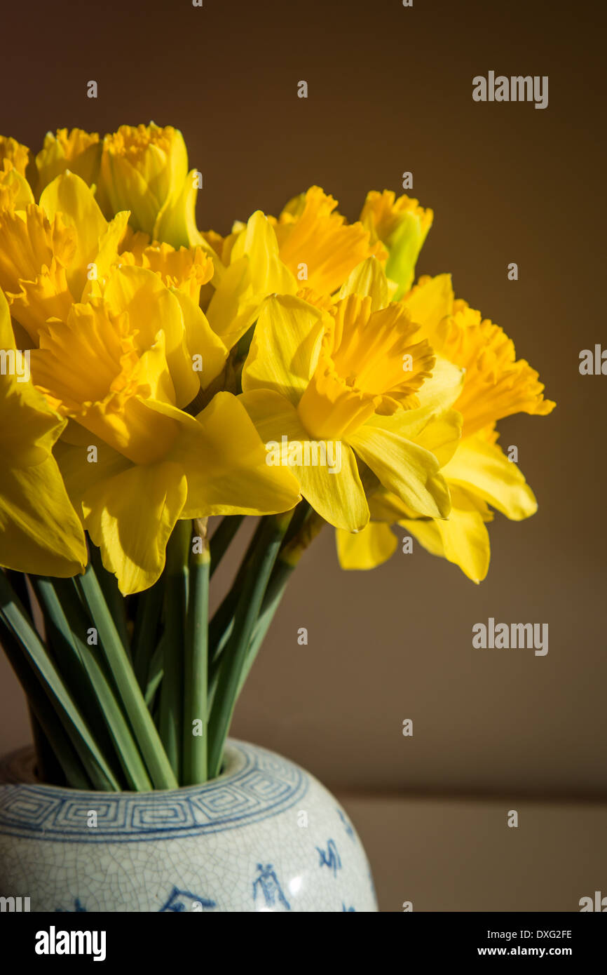 Bunch of daffodils Stock Photo