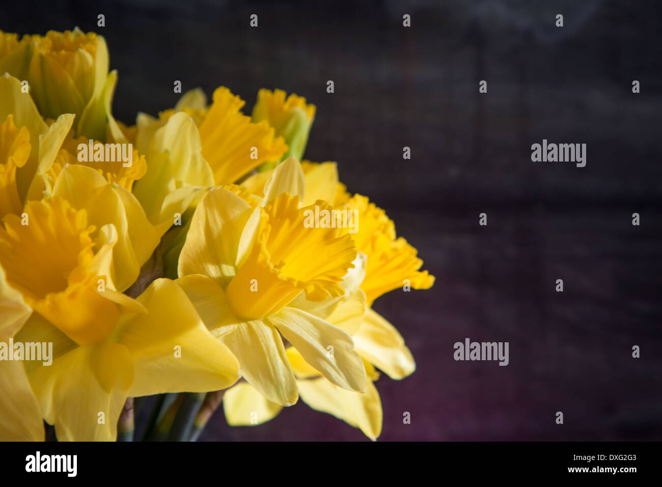 Bunch of daffodils Stock Photo