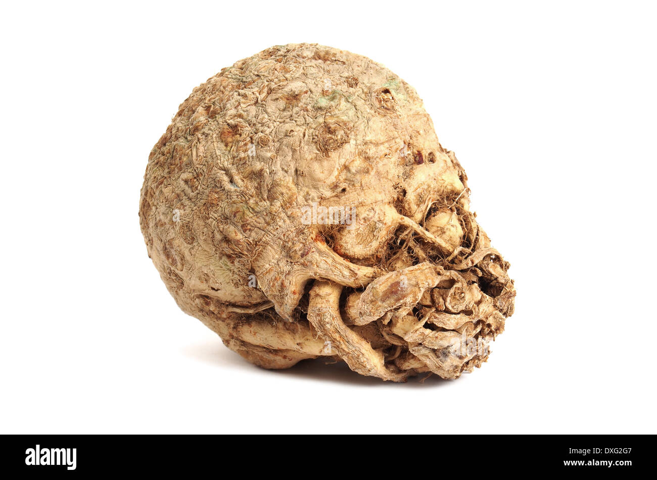 Celery root on white Stock Photo