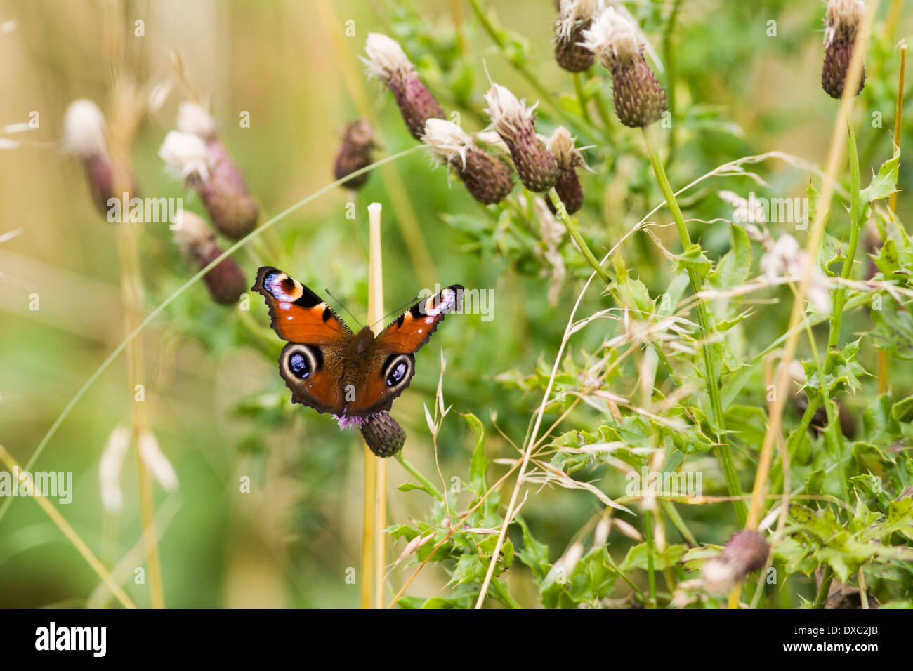 Peacock Butterfly (Inachis io),Isle of Islay, Scotland Stock Photo