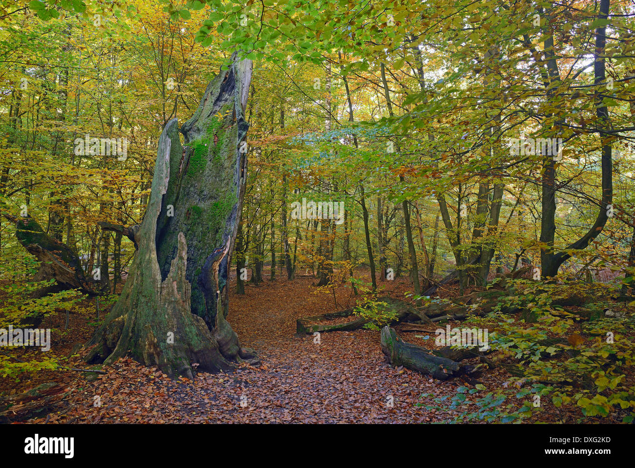 Old Beech tree, trunk, approx. 800 years old, nature reserve Primeval Forest Sababurg, Hesse, Germany / (Fagus spec.) Stock Photo