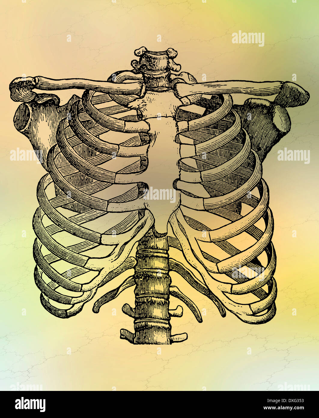 Rib cage sternum anatomy bones hires stock photography and images Alamy