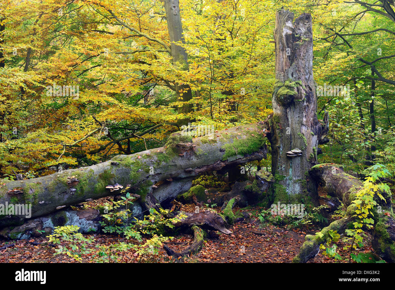 Old Beech tree, approx. 400 years old, nature reserve Primeval Forest Sababurg, Hesse, Germany / (Fagus spec.) Stock Photo