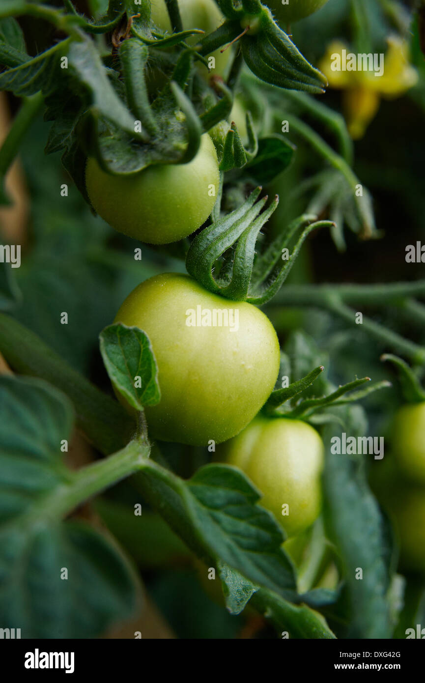 Green Tomatoes Ripening On Vine Stock Photo