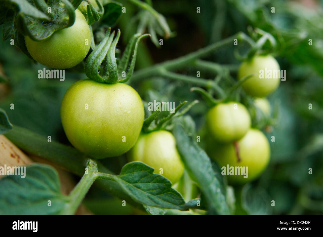 Green Tomatoes Ripening On Vine Stock Photo
