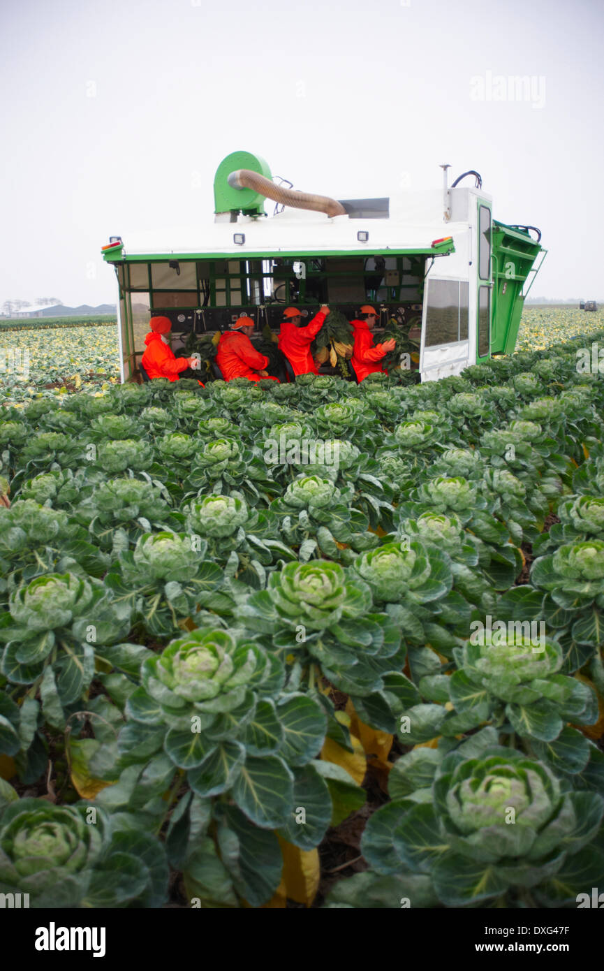 Machine Harvesting Brussel Sprouts In Farm Field Stock Photo 67966739