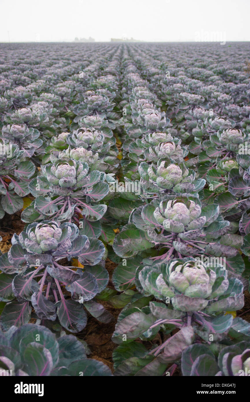 Brussel Sprouts Growing In Farm Field Stock Photo Alamy