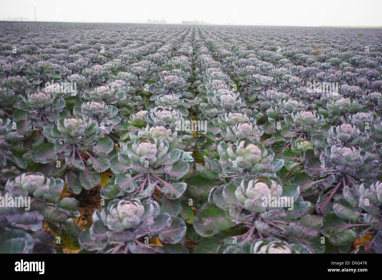 Brussel Sprouts Growing In Farm Field Stock Photo Alamy