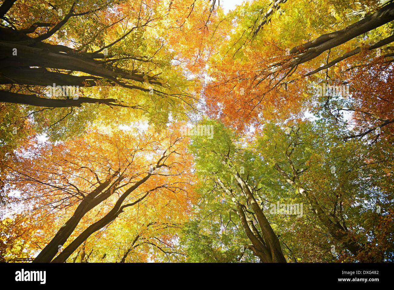 Beech trees, nature reserve Primeval Forest Sababurg, Hesse, Germany / (Fagus spec.) Stock Photo