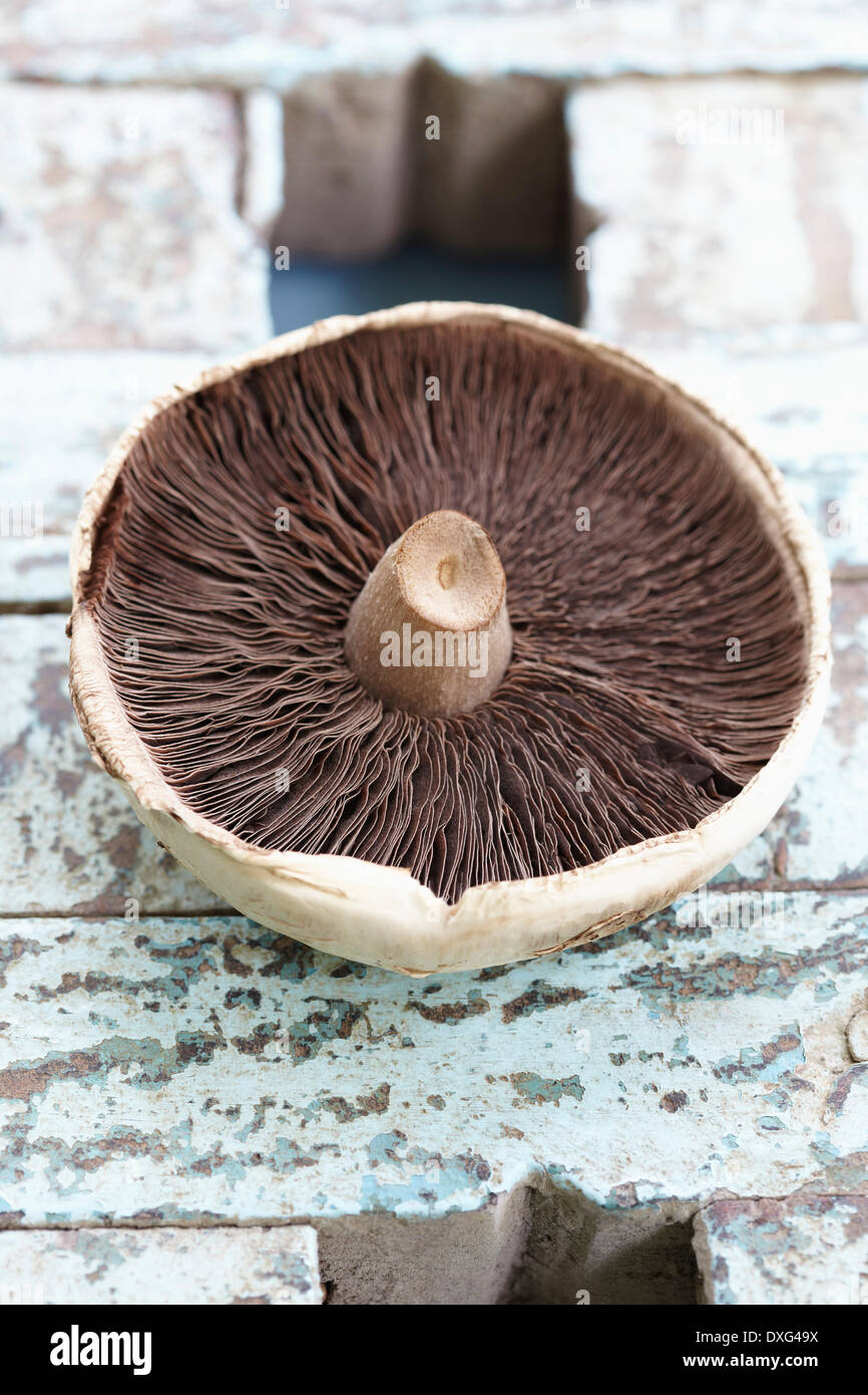 Underside Of Wild Mushroom On Wooden Surface Stock Photo