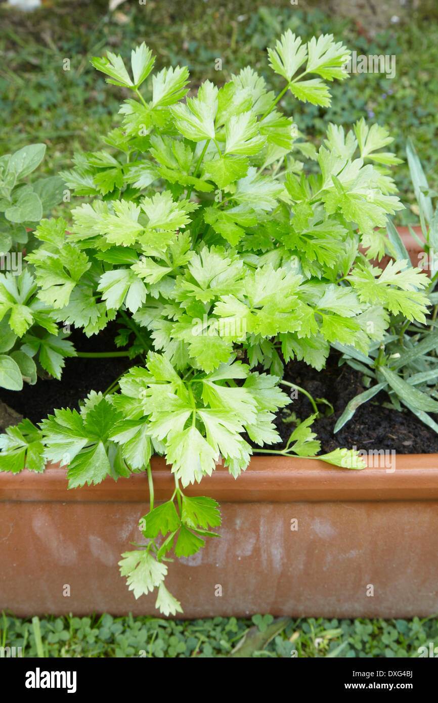 Herbs Growing In Terracotta Pot Stock Photo Alamy