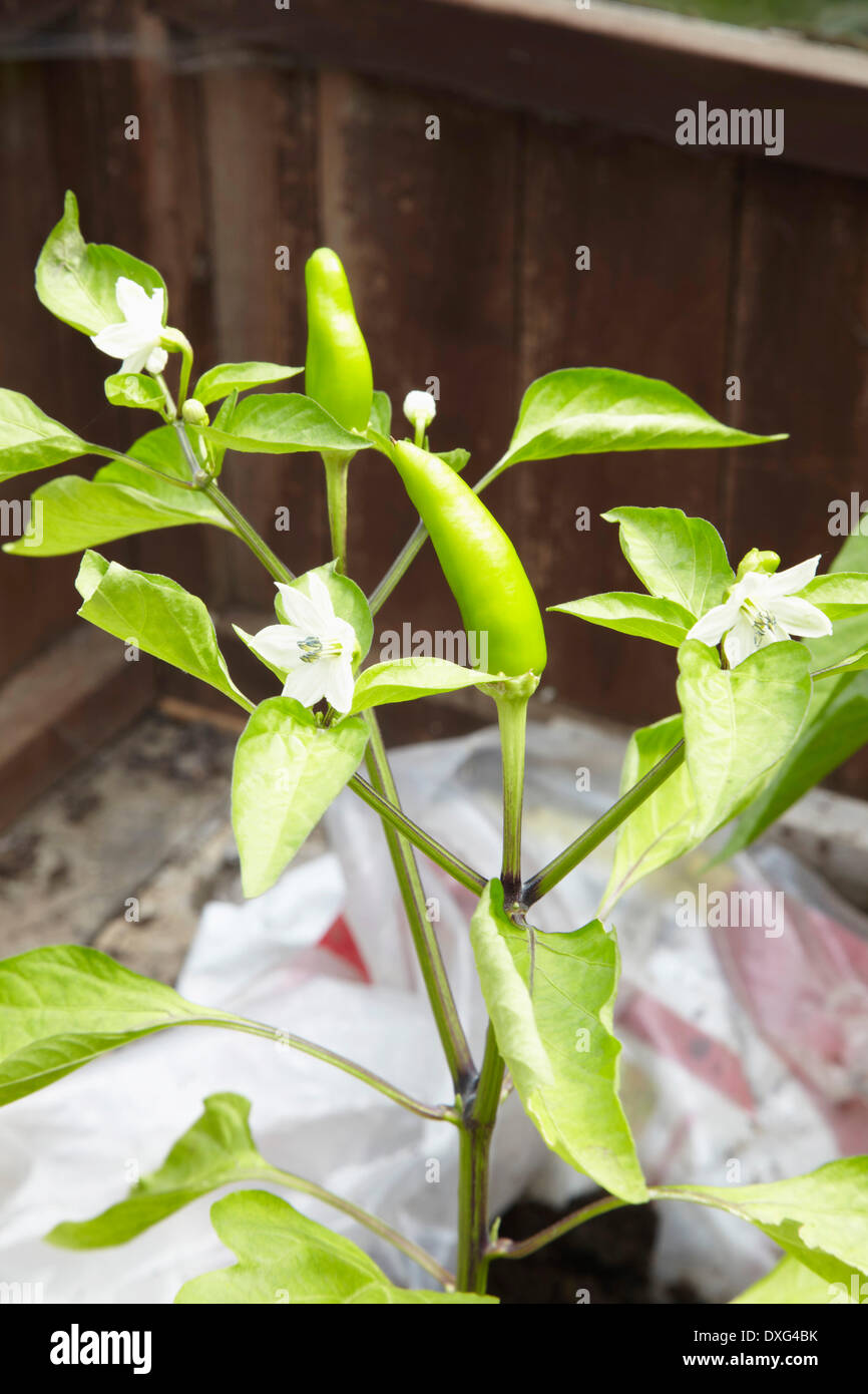 Jalapeno plant hires stock photography and images Alamy