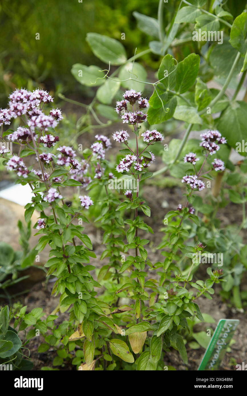 Marjoram Plant Growing In Herb Garden Stock Photo Alamy
