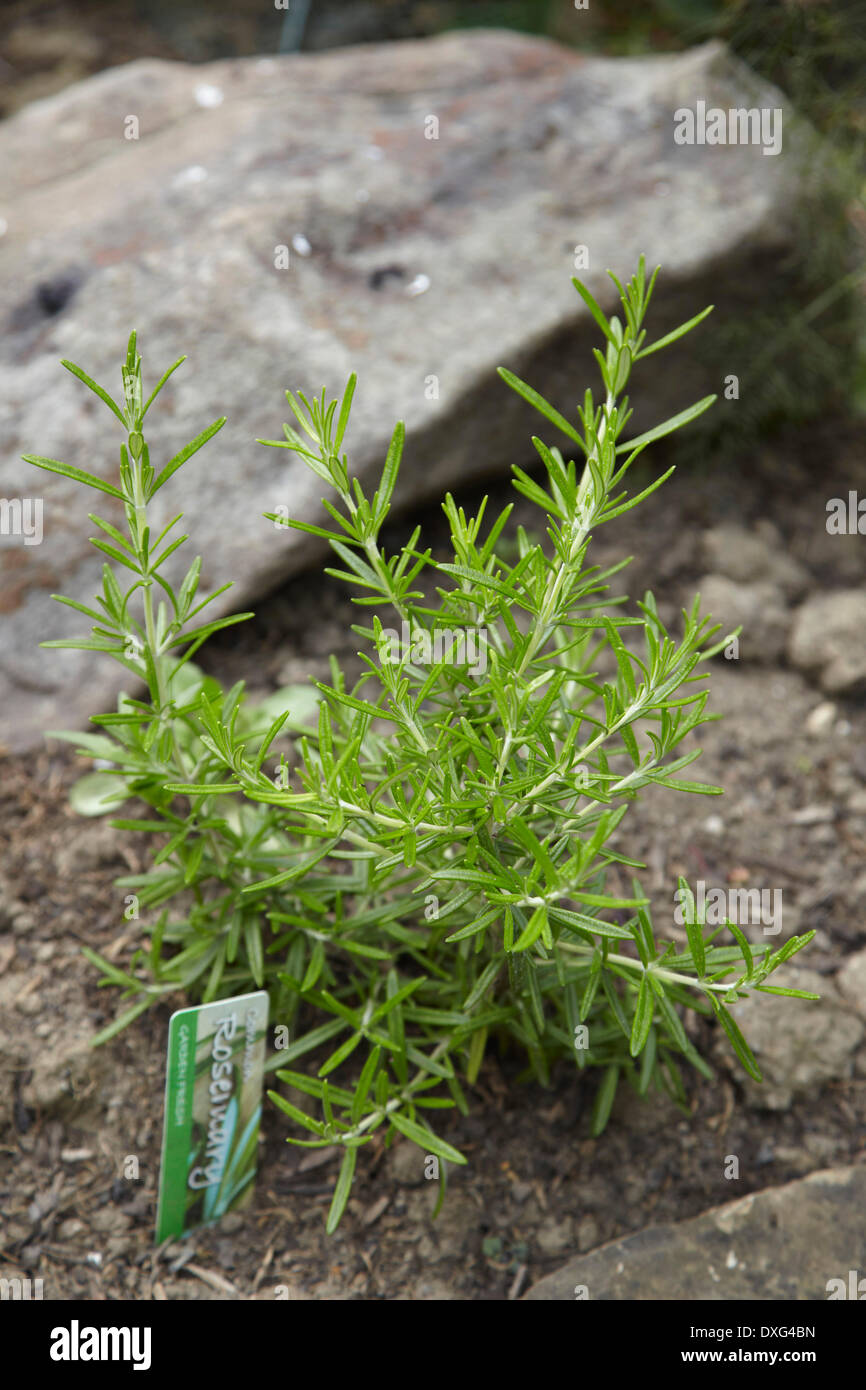 Rosemary Plant Growing In Herb Garden Stock Photo