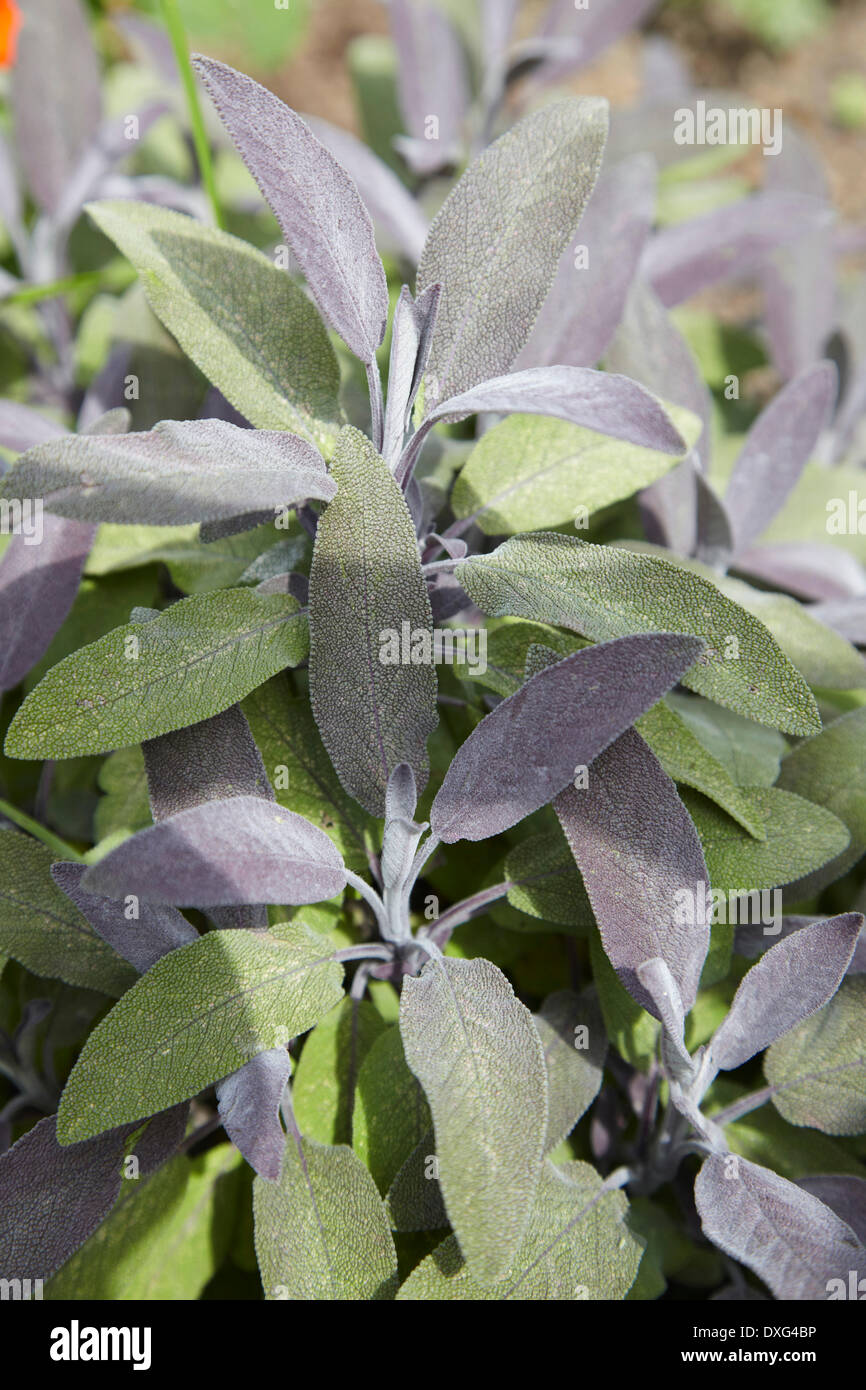 Sage plant hires stock photography and images Alamy