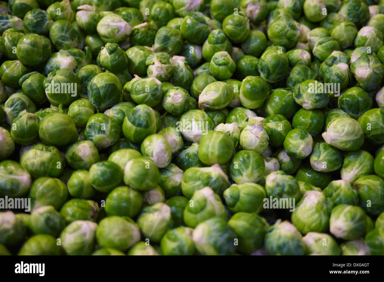 Full Frame Of Harvested Brussel Sprouts Stock Photo