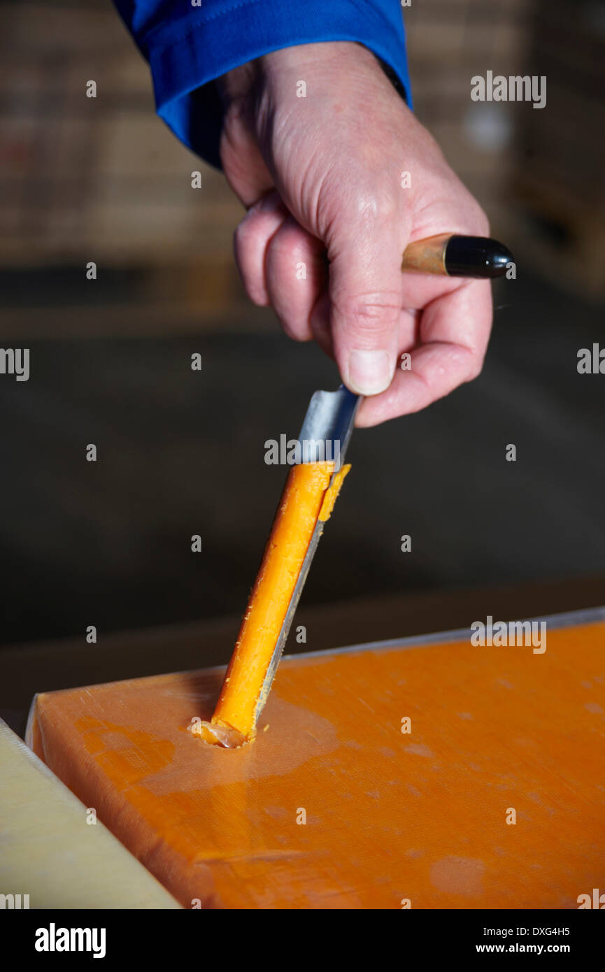 Taking Sample Of Cheese To Check Quality Stock Photo