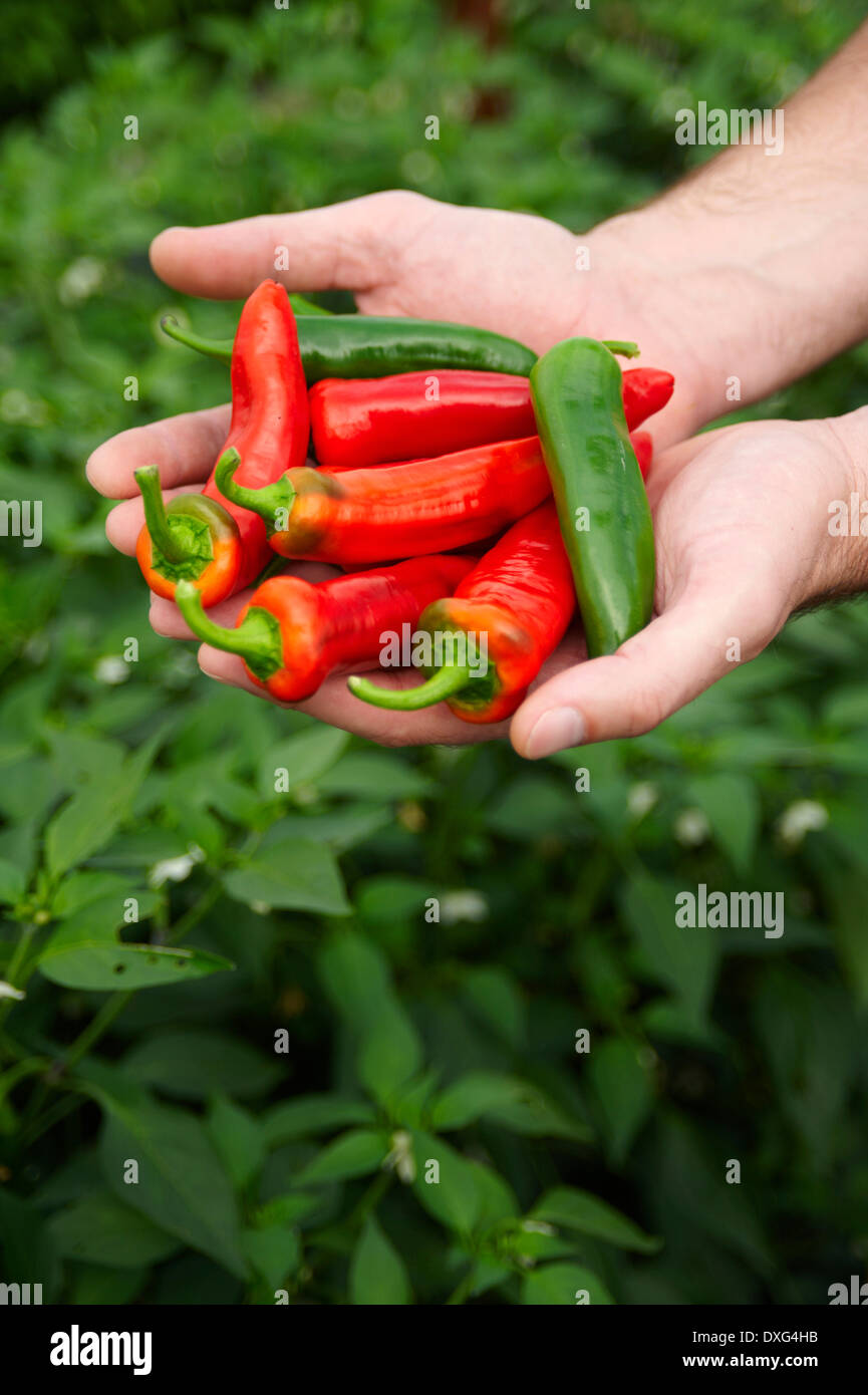 Hands Holding Red And Green Chilli Peppers Stock Photo