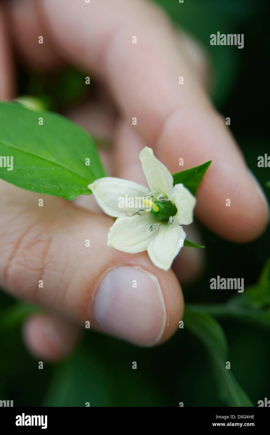Hand Holding Flower On Chilli Pepper Plant Stock Photo