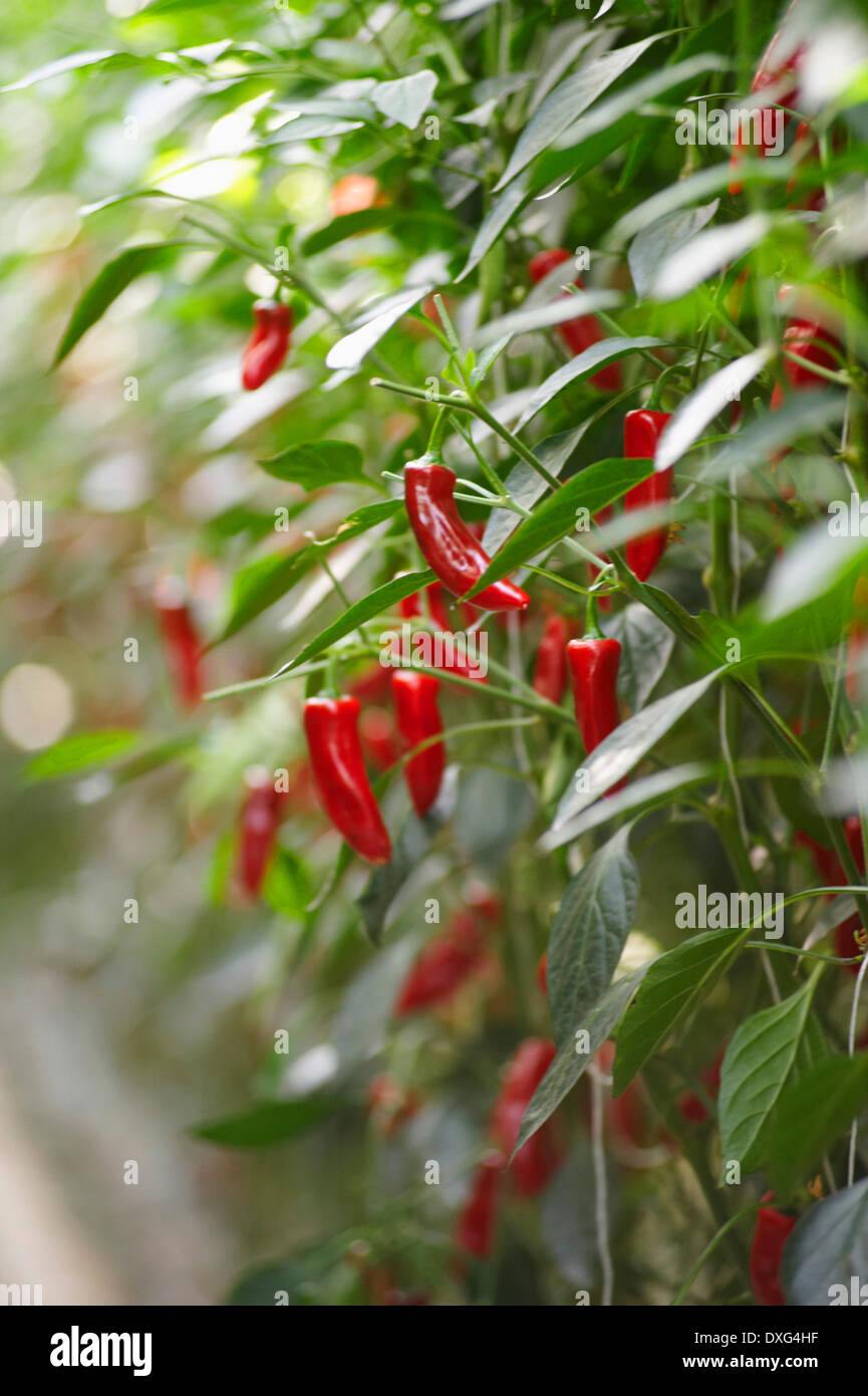 Red Chilli Peppers Growing On Plant Stock Photo