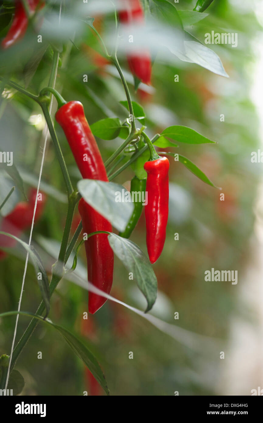 Red Chilli Peppers Growing On Plant Stock Photo