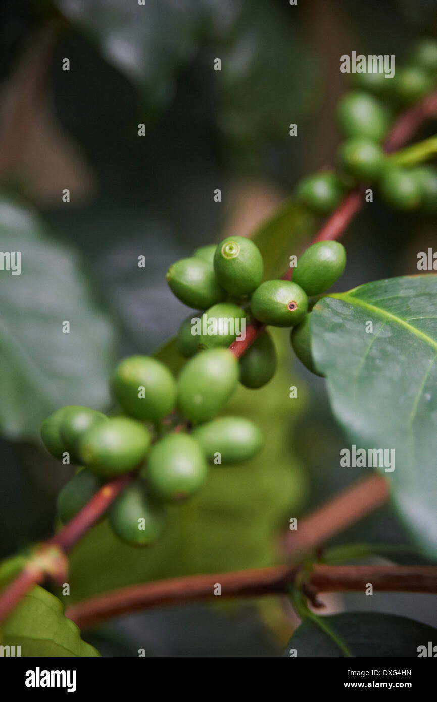 Close Up Of Coffee Beans Growing On Plant Stock Photo