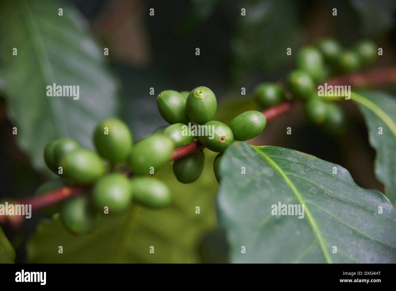 Close Up Of Coffee Beans Growing On Plant Stock Photo
