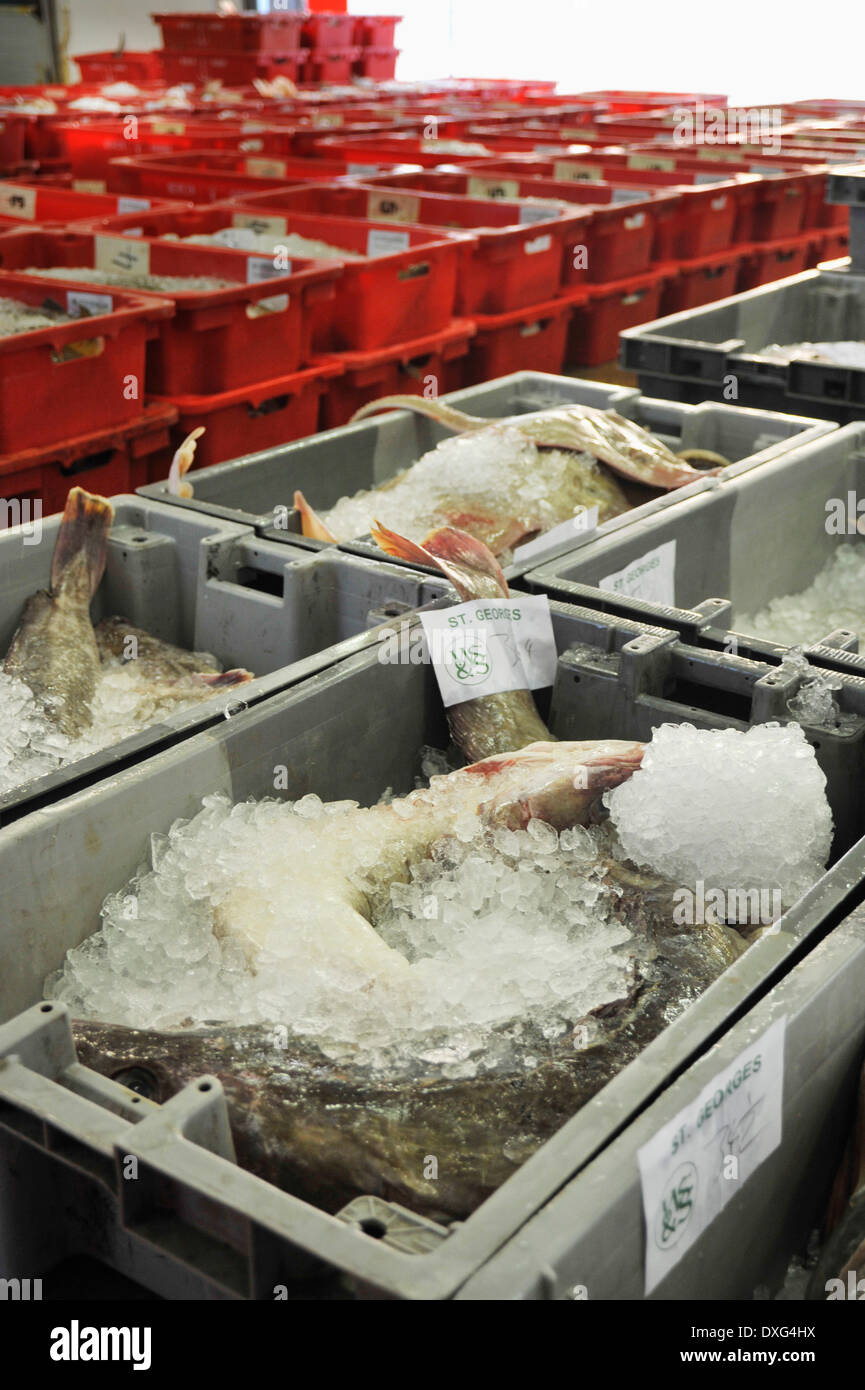 Fresh Fish For Sale At Market Stock Photo