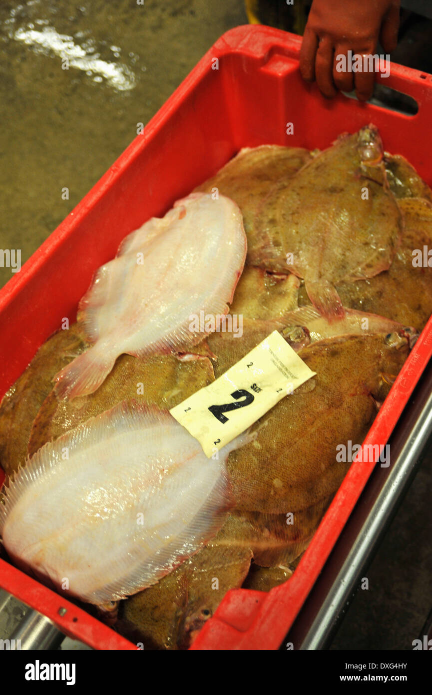 Fresh Fish For Sale At Market Stock Photo