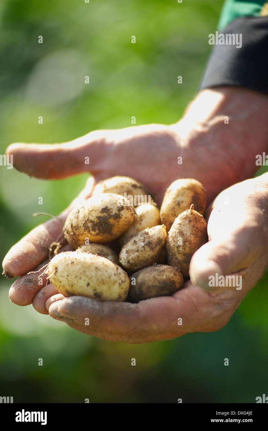 Hands Holding Freshly Dug Jersey Royal Potatoes Stock Photo