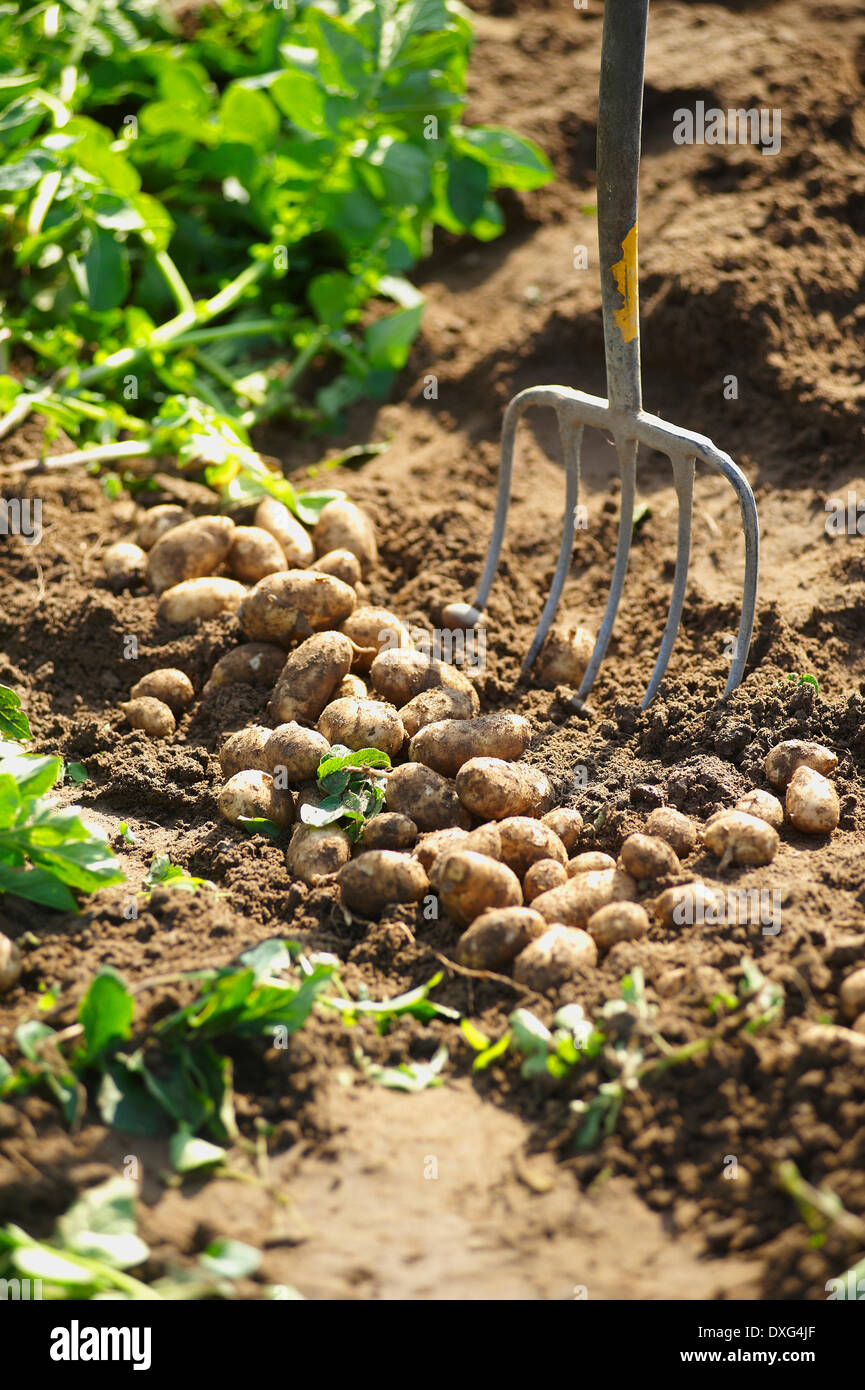 Freshly Dug Jersey Royal Potatoes In Garden Stock Photo