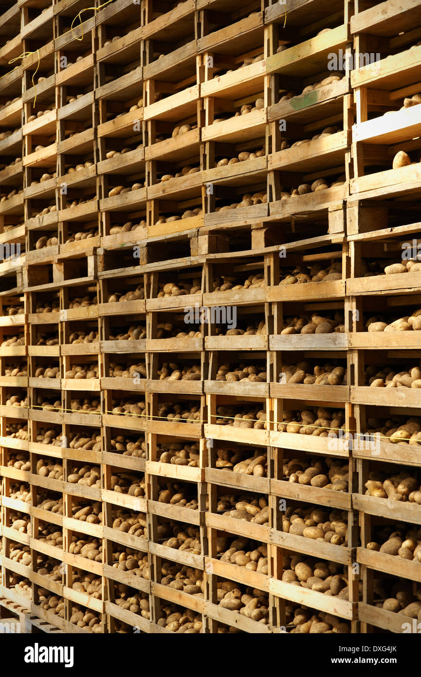 Jersey Royal Potatoes Being Dried On Farm Stock Photo