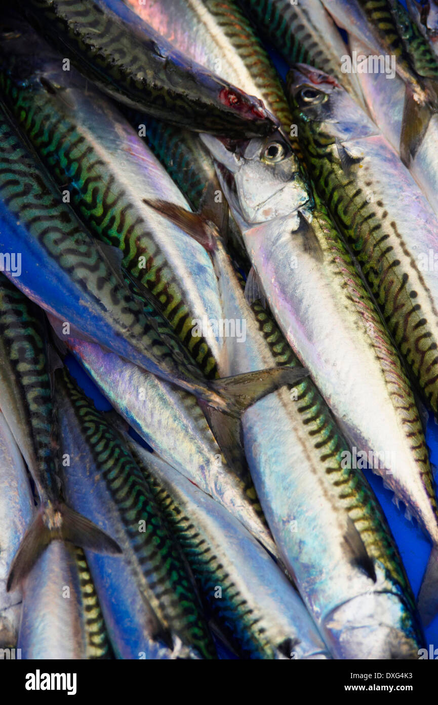 Fresh Mackerel For Sale At Market Stock Photo