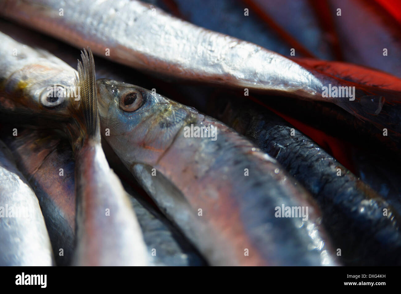 Fresh Sardines For Sale At Market Stock Photo