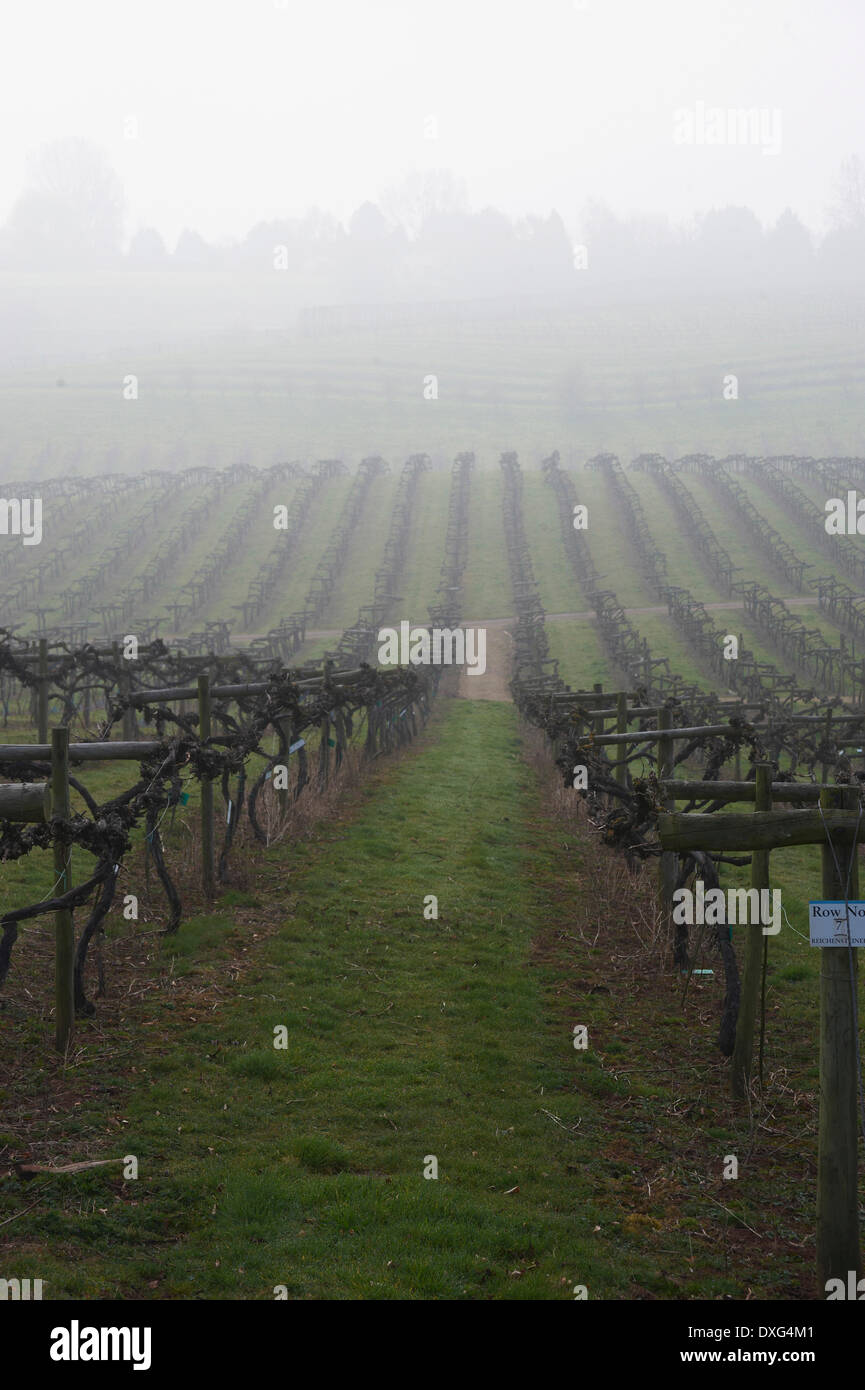 Misty Vines Growing In Vineyard Stock Photo