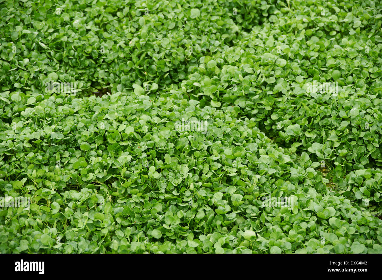 Watercress Growing In Bed Stock Photo