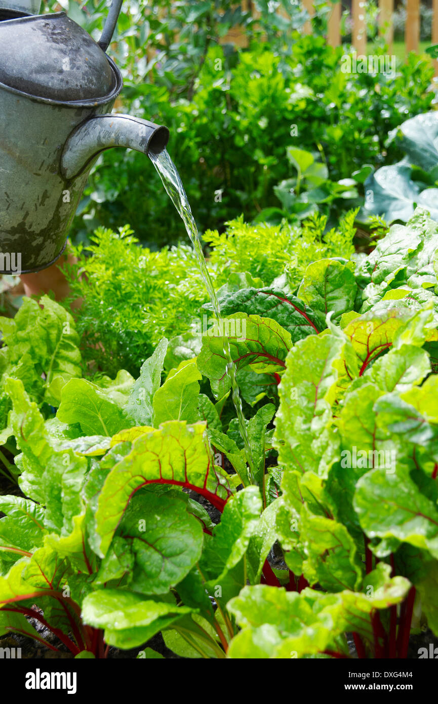 Watering Plants In Vegetable Garden Stock Photo