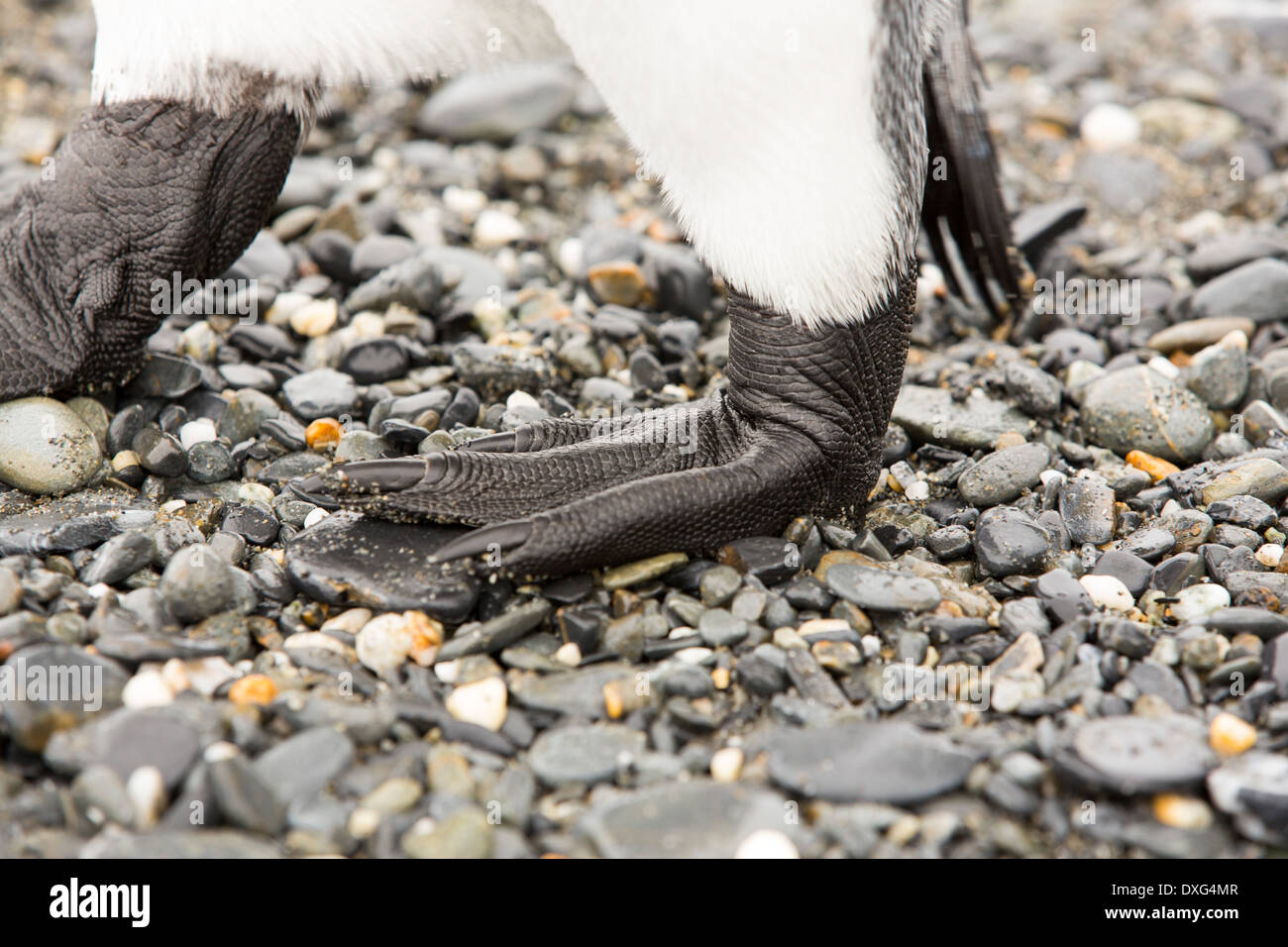 Penguin feet hires stock photography and images Alamy