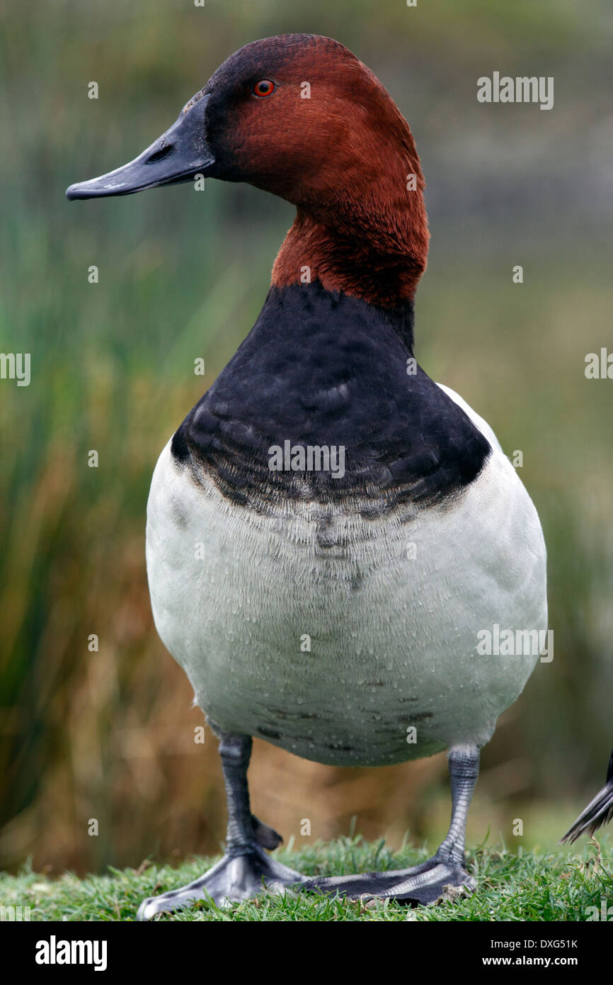 Canvasback Duck (Aythya valisineria Stock Photo Alamy