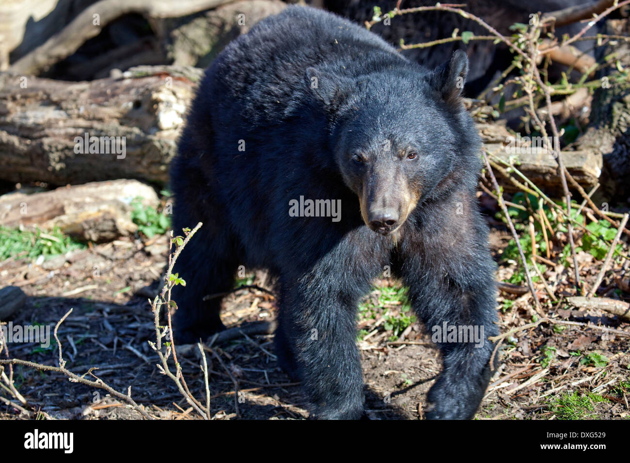 A landscape view of a single North American Black Bear Stock Photo